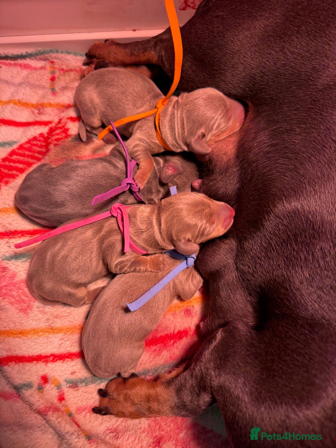 Dachshund dogs for sale: Miniature Dachshund Puppies  Health Tested Parents - Image 1