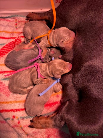 Dachshund dogs - Advert 13