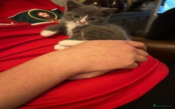 British Shorthair cats for sale: British blue  - Image 5