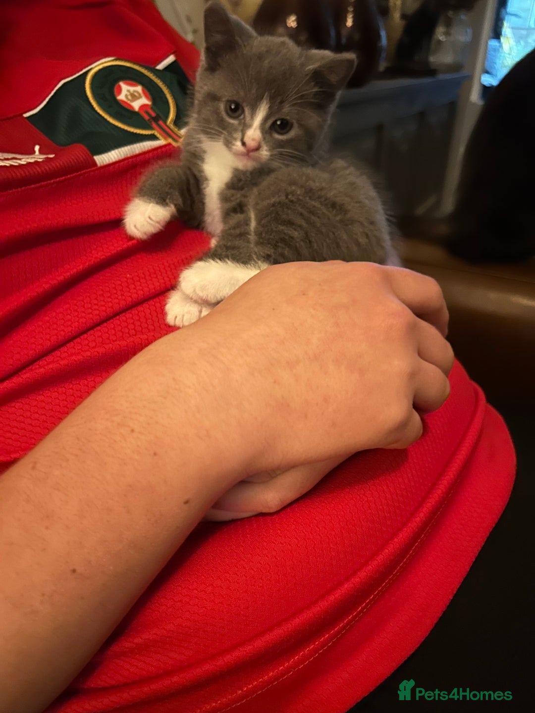 British Shorthair cats for sale: British blue  - Image 5