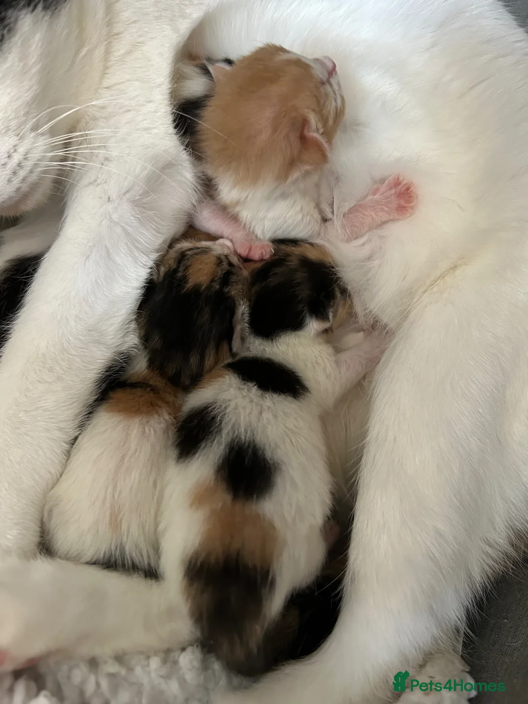 American Shorthair cats for sale: Short hair calico - Advert 2