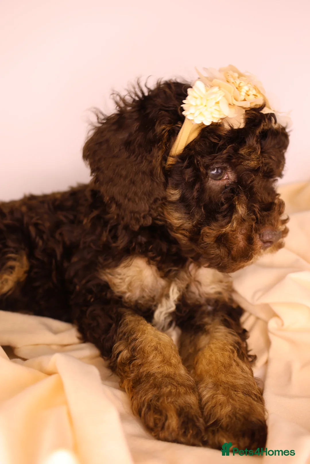Cockapoo dogs for sale: Cute Miniature Cockapoo Babies - Advert 23