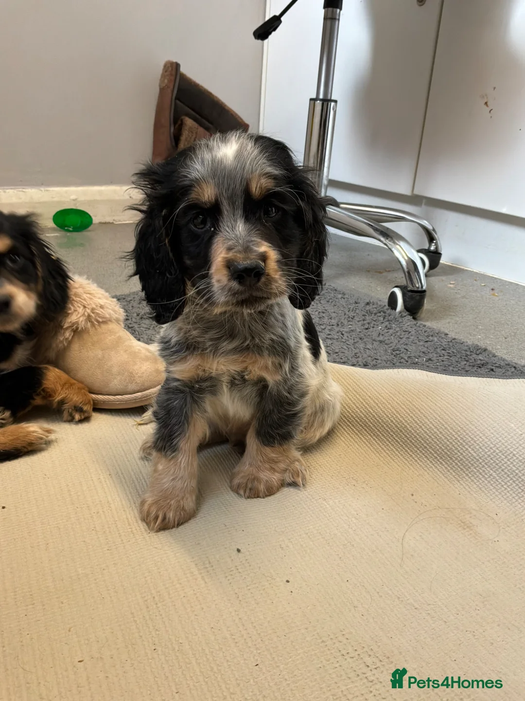 Cocker Spaniel dogs for sale: Cocker Spaniel Show Type Puppy’s  in Faringdon - Advert 1