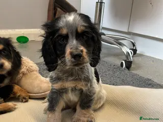 Cocker Spaniel dogs Cocker Spaniel Show Type Puppy’s - Advert 3