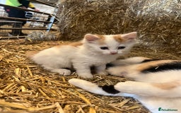 Mixed Breed cats for sale: Beautiful Farm kittens  - Image 3