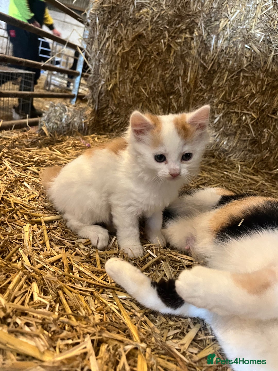 Mixed Breed cats for sale: Beautiful Farm kittens  - Image 3