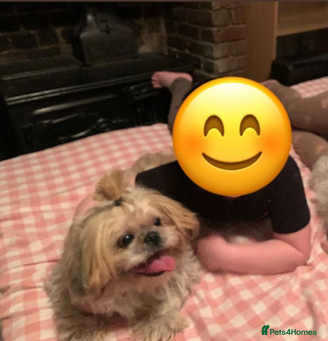 Shih Tzu dogs for sale: Shih tzu boy for sale  - Advert 1