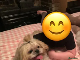 Shih Tzu dogs Shih tzu boy for sale - Advert 4