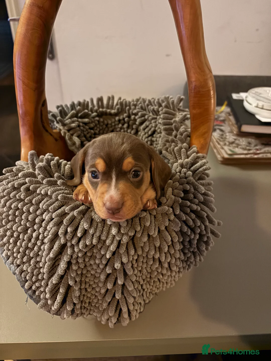 Miniature Dachshund dogs for sale: Miniature dachshund  - Advert 14