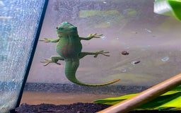 Gecko reptiles for sale: Unsexed CB24 Giant day Gecko  with terrarium  - Image 1