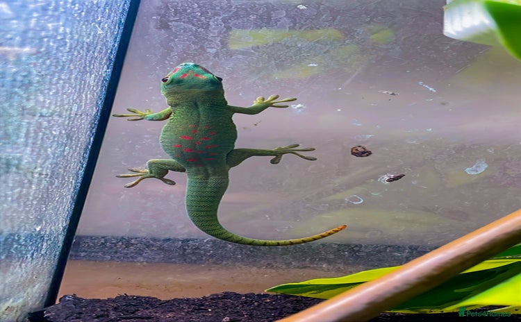 Gecko reptiles - Advert 10
