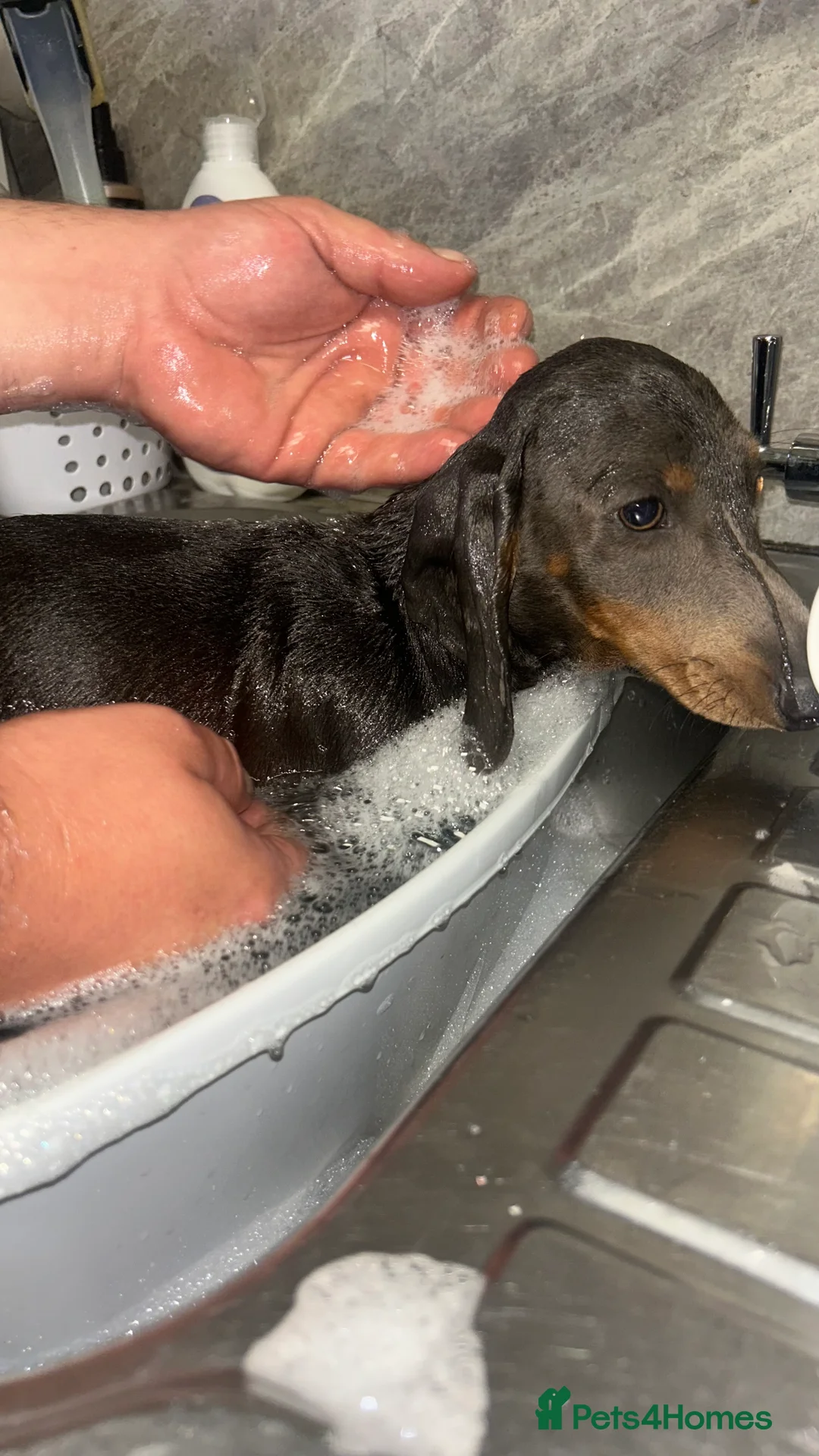 Miniature Dachshund dogs for sale: Blue&tan miniature dauchsund - Advert 5