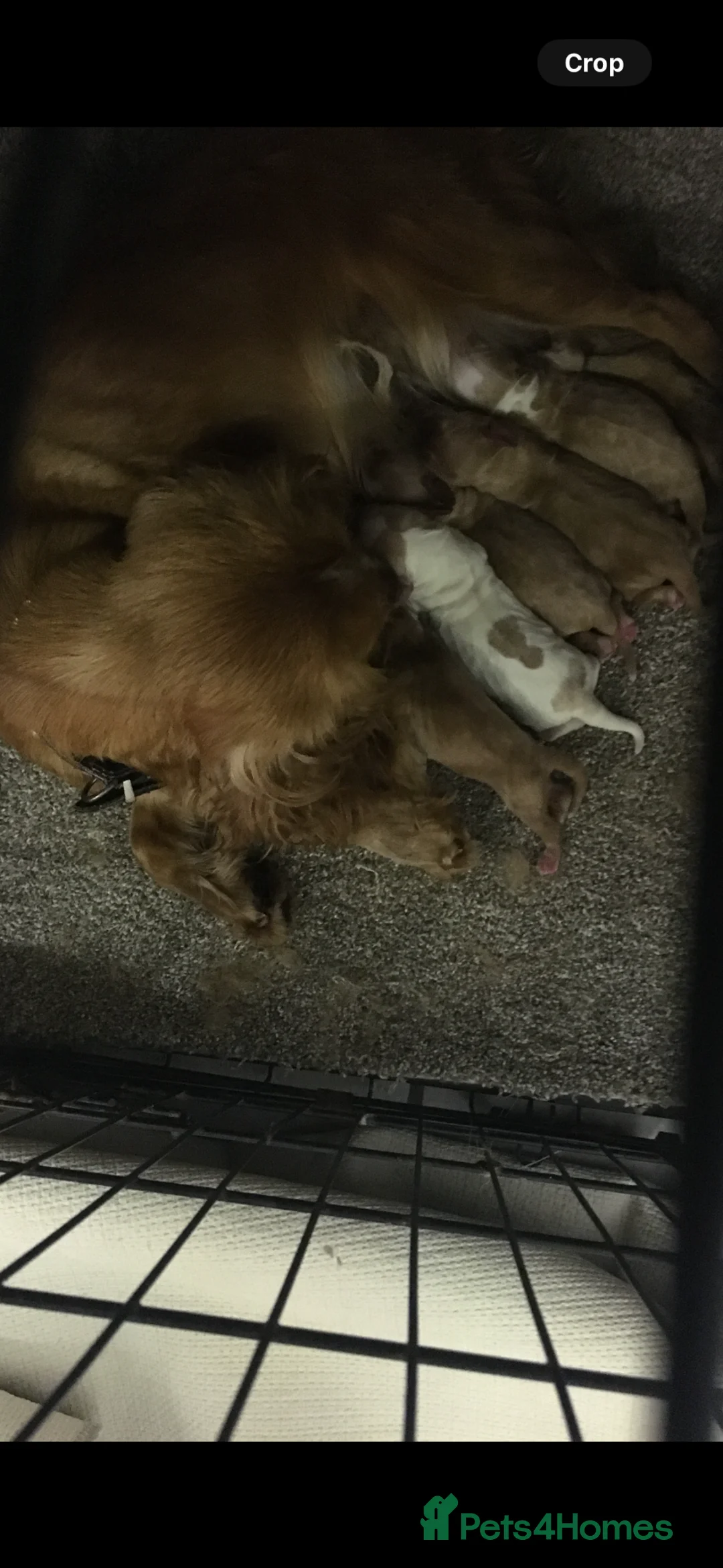 Cocker Spaniel dogs for sale: Cocker spaniel  - Advert 2