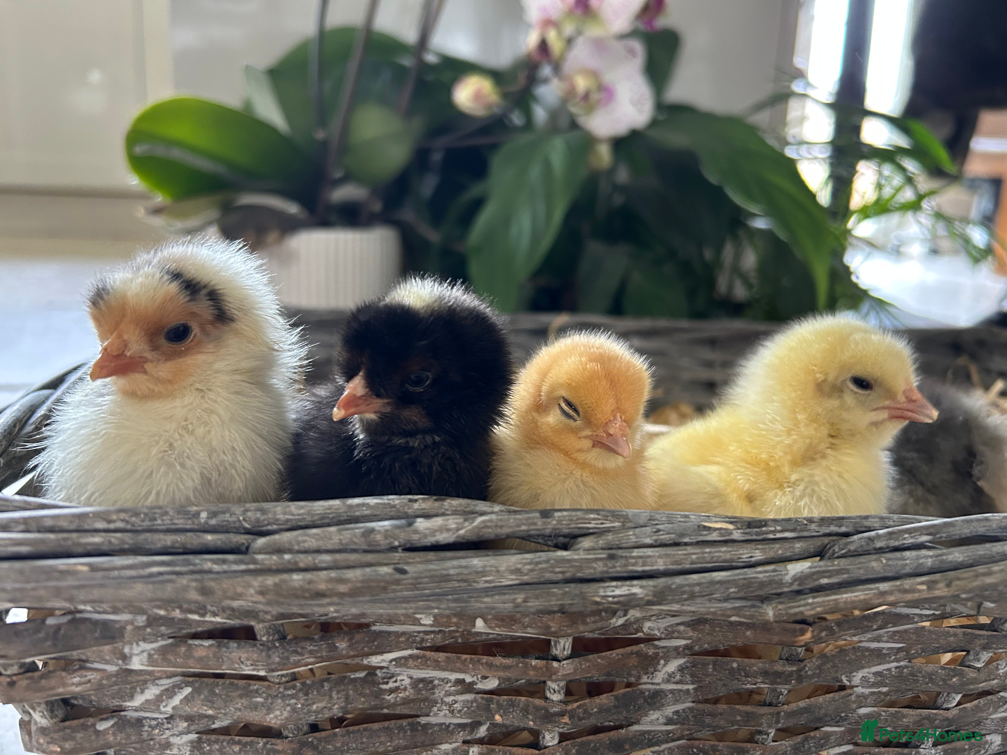 Chickens poultry Beautiful Female Easter Egger & Olive Egger Chicks - Advert 2