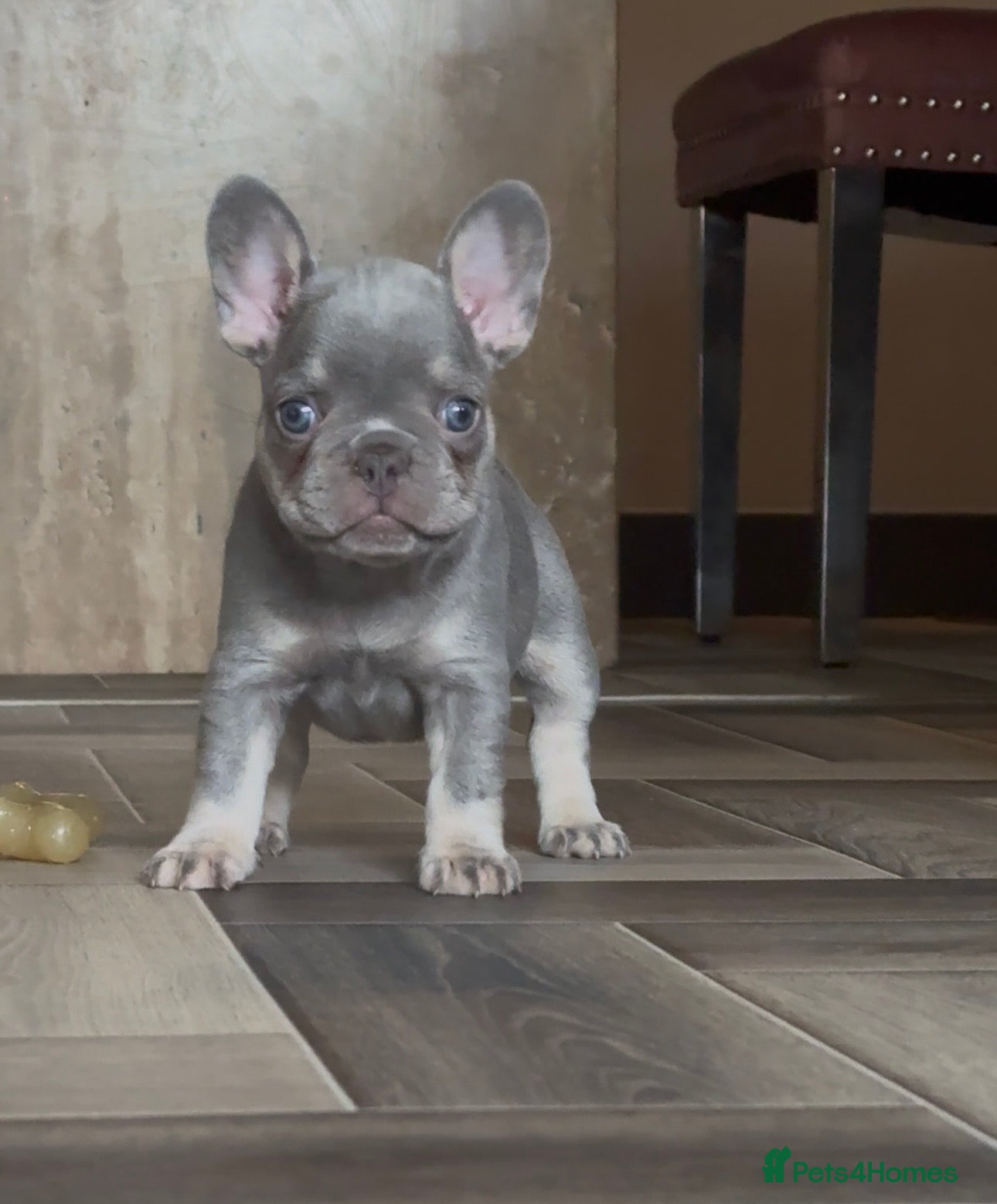 French Bulldog dogs READY NOW!! STUNNING FRENCH BULLDOG PUPPIES  - Advert 9