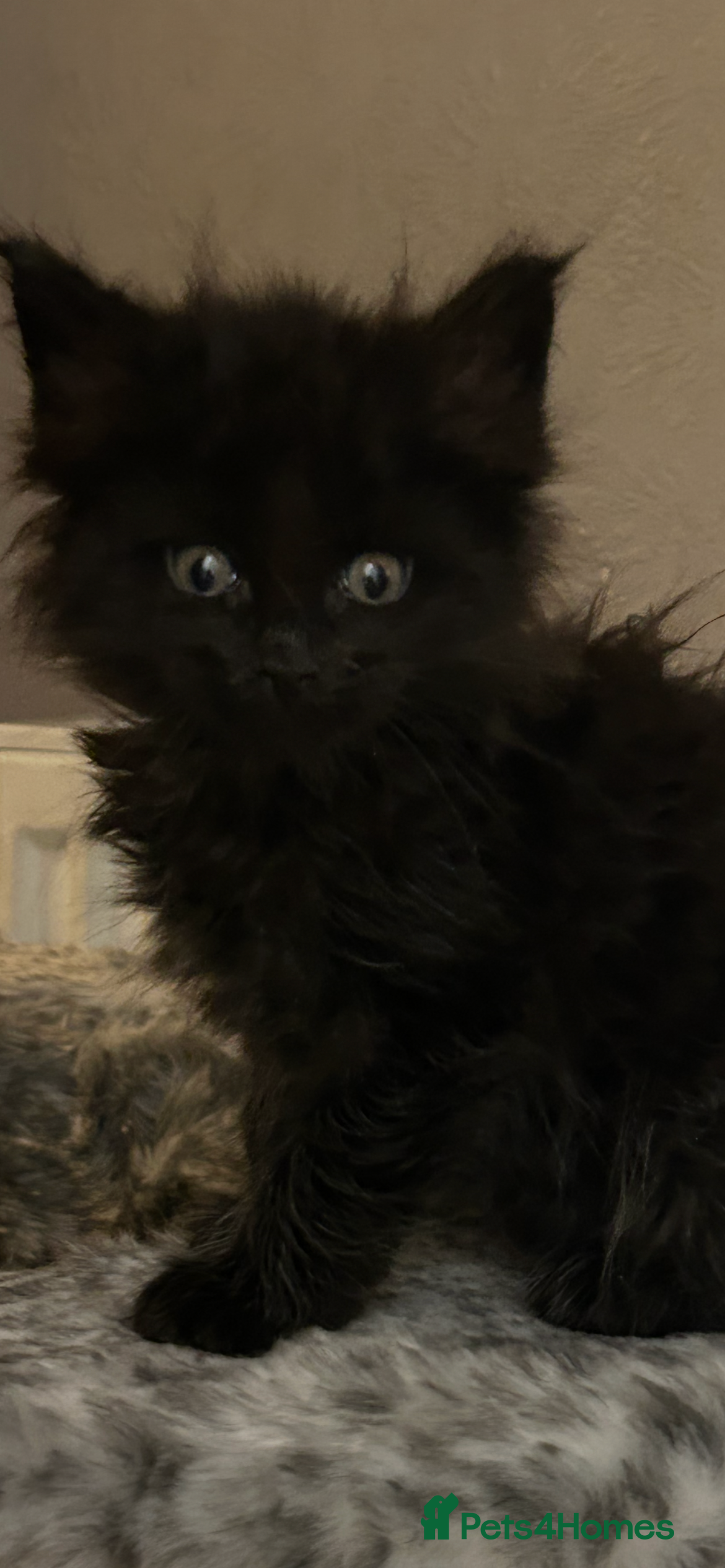 Maine Coon cats 8 beautiful mainecoon kittens for sale - Advert 1