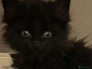 Maine Coon cats 8 beautiful mainecoon kittens for sale - Advert 1