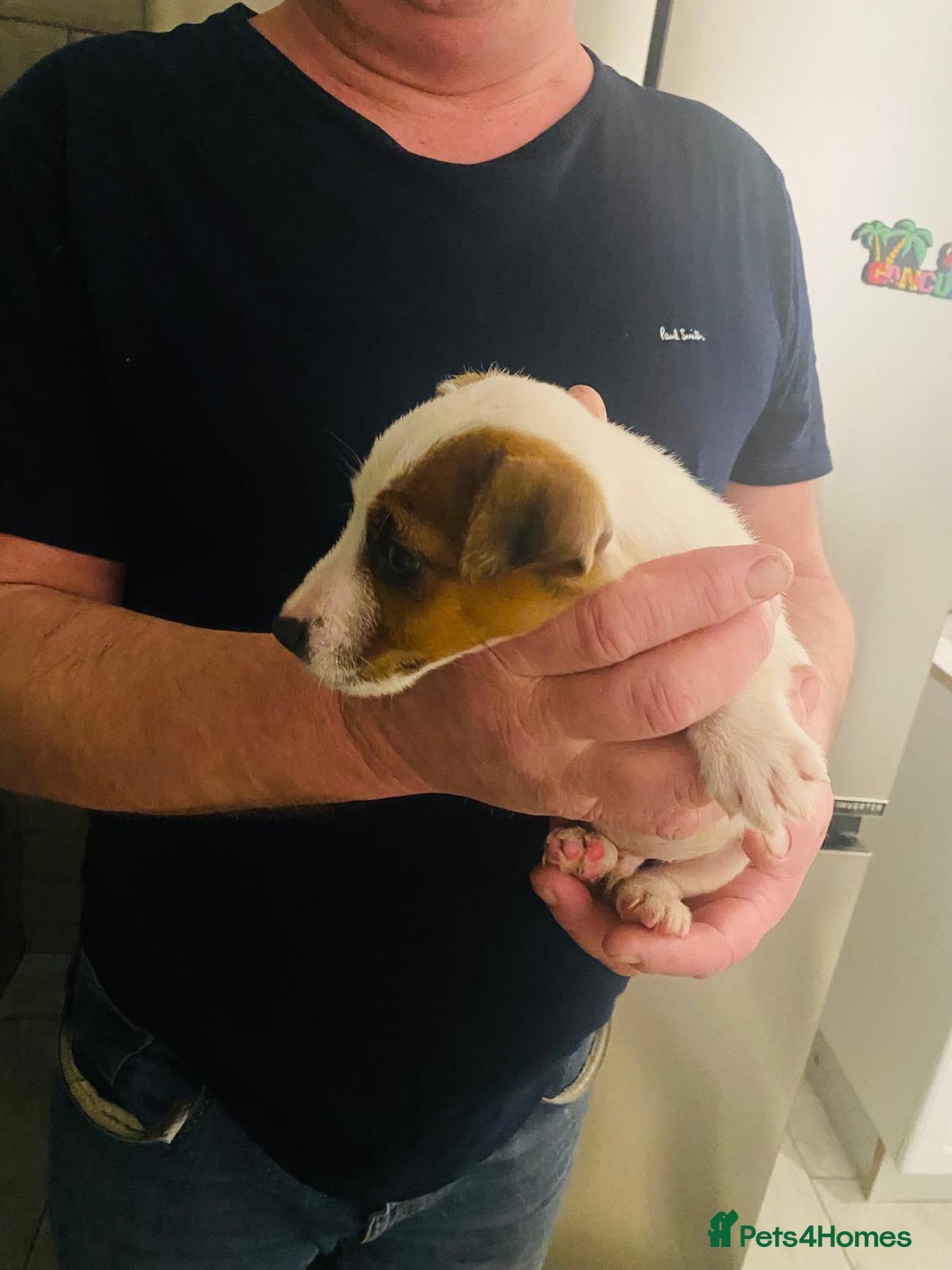 Jack Russell dogs for sale: Beautiful Jack Russell boy - Advert 3