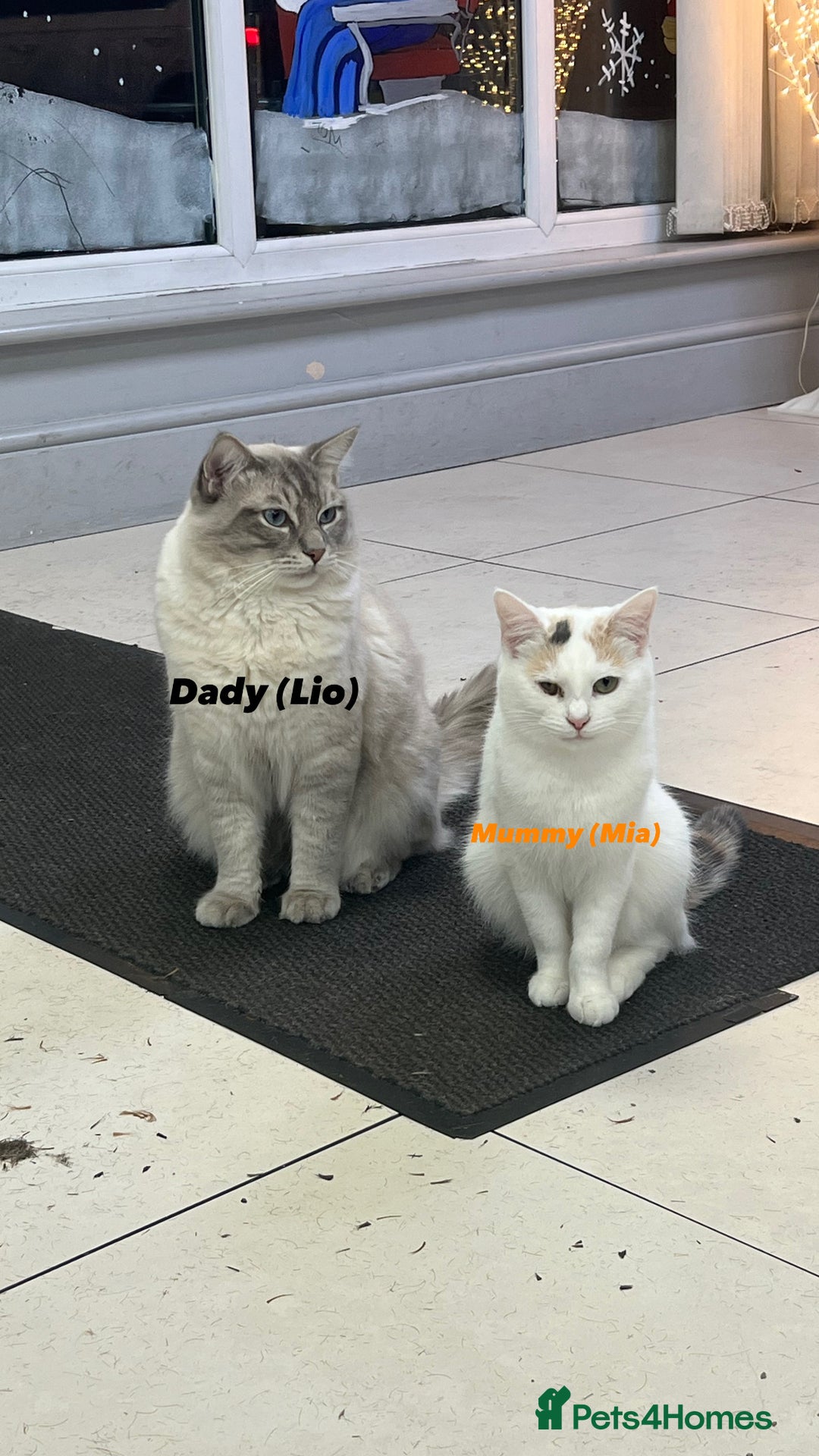 Ragdoll cats for sale: Four Lovely Ragdoll Cats  - Image 8