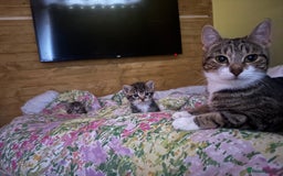 Mixed Breed cats for sale: Kittens - Image 5