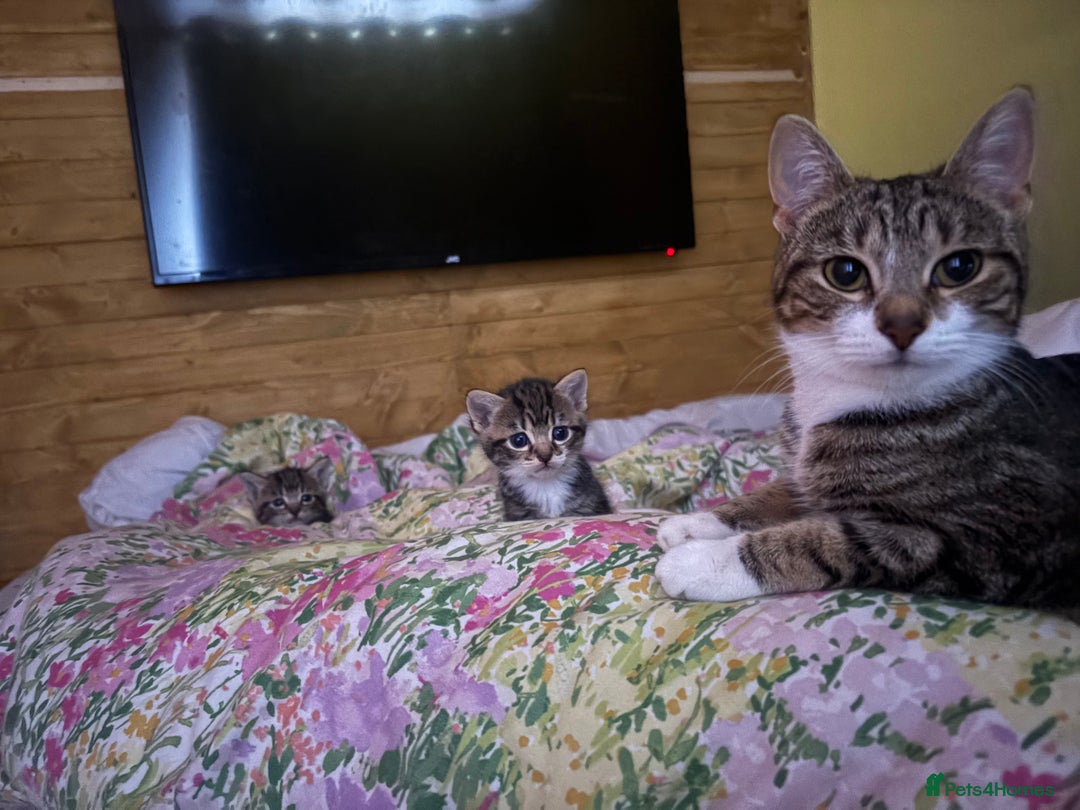 Mixed Breed cats for sale: Kittens - Image 5