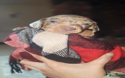 Miniature Dachshund dogs for sale: KC Mini Dachshund Dapple Girls & Boys and Tan Boy - Image 18
