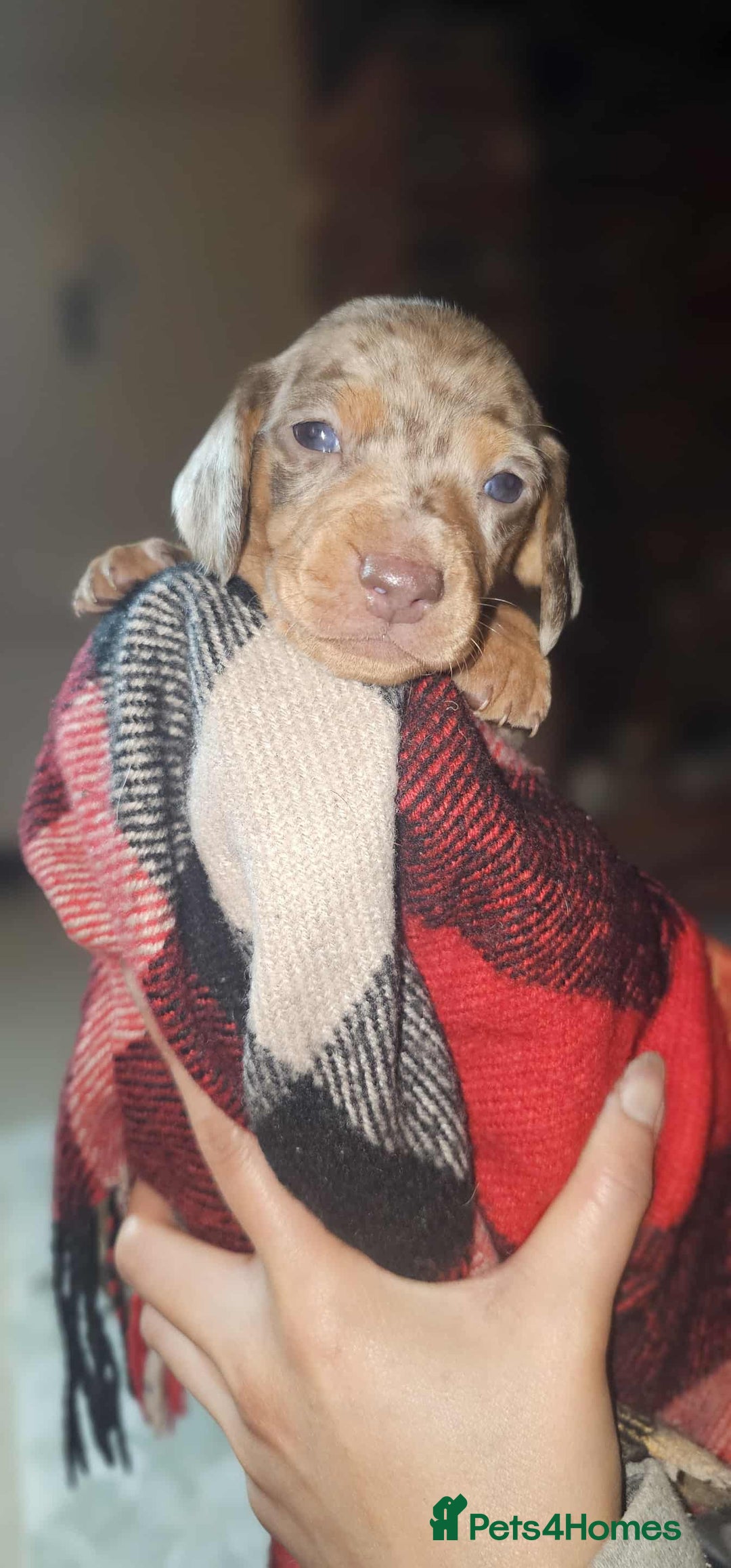 Miniature Dachshund dogs for sale: KC Mini Dachshund Dapple Girls & Boys and Tan Boy - Image 18