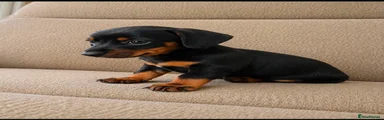 Miniature Dachshund 1