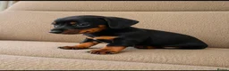 Miniature Dachshund dogs for sale: Miniature dachshund  - Advert 4