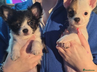 Chihuahua dogs Chihuahua puppies - Advert 14