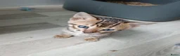 Bengal cats for sale: Tica RG pure bengels in Chesterfield - Advert 3