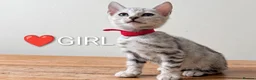 Bengal cats for sale: TICA Registered Bengal Kittens|Health Tested ❤️ - Advert 16
