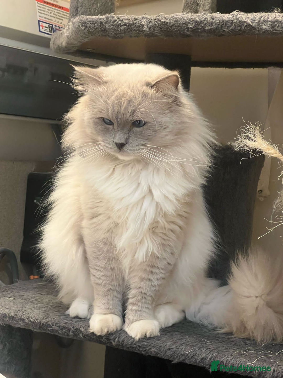 Ragdoll cats for sale: GCCF Active Blue Mitted Stud male for sale - Image 13