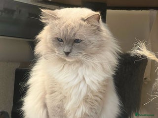 Ragdoll cats - Advert 5