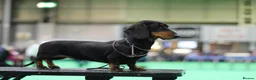Miniature Dachshund dogs for sale: Two beautiful black & tan minis kc male & female  - Advert 6