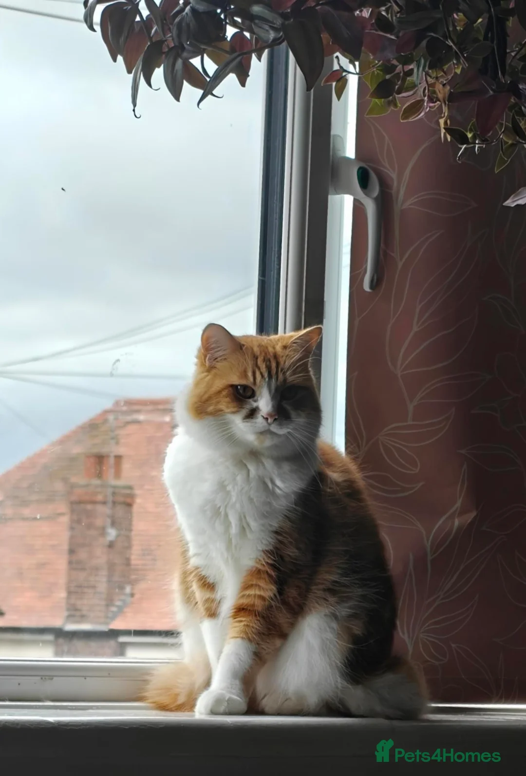 Mixed Breed cats for sale: Ember - heartbreaking rehome - Advert 2