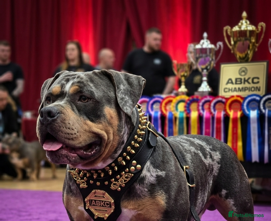 American Bully dogs Pocket Bully Stud – Blue Tri – El Toro Line - Advert 3