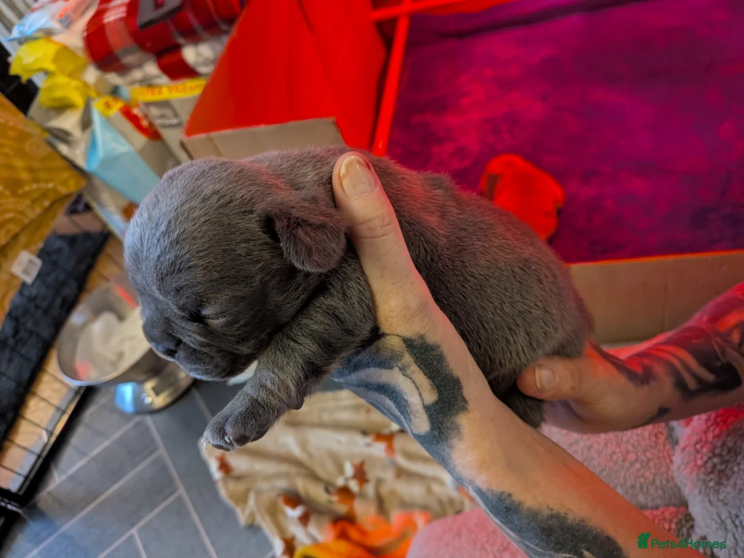 French Bulldog dogs for sale: Frenchbull dog puppy’s  in Tayport - Advert 6