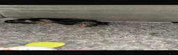 Miniature Dachshund dogs for stud: Buster  - Advert 5
