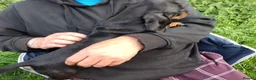 Miniature Dachshund dogs for sale: 4 dachshund puppies very cute  - Advert 10