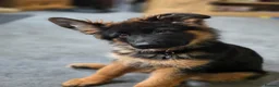 German Shepherd dogs for sale: Gorgeous KC Registered Male German Shepherd - Advert 15