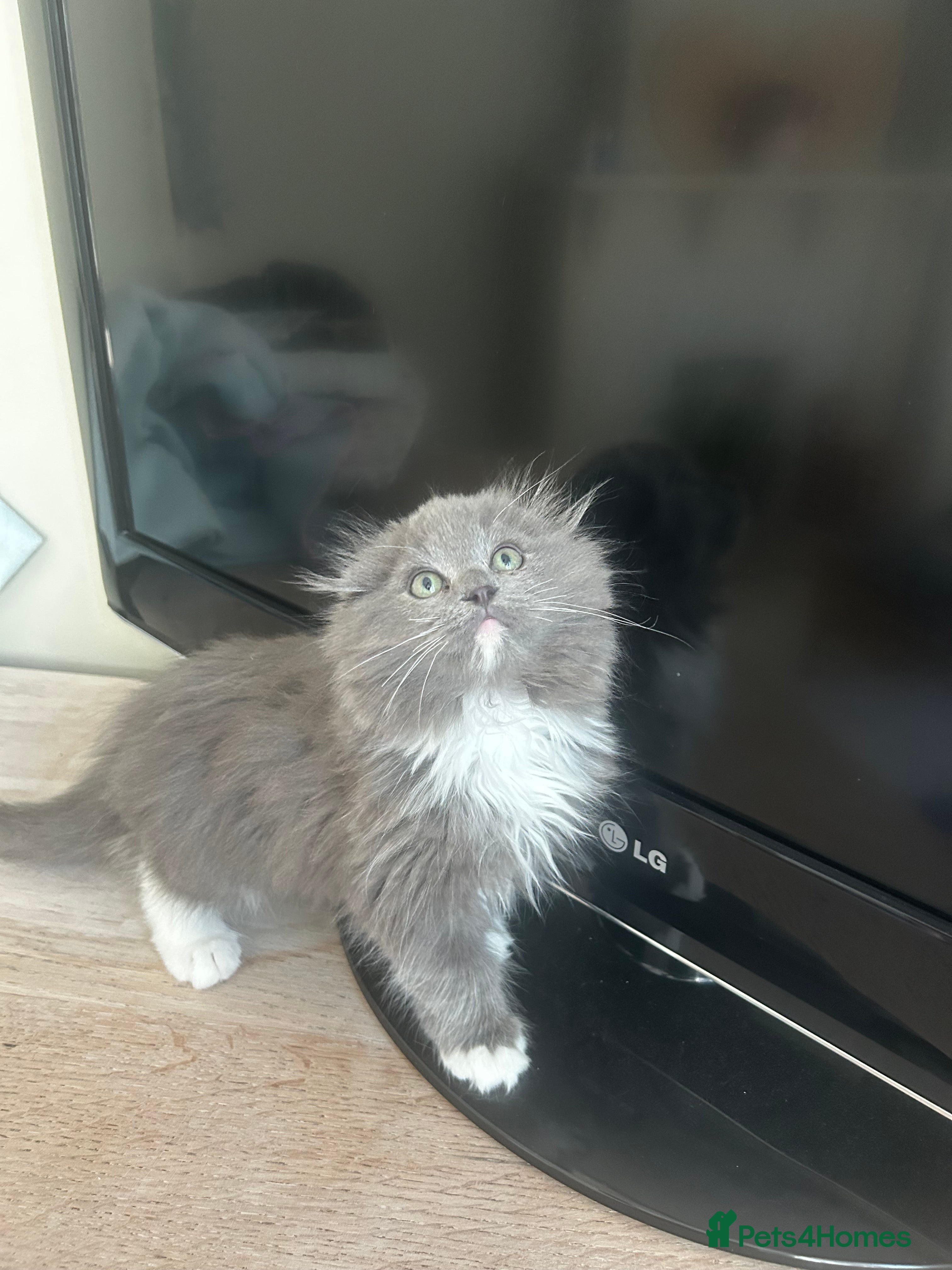 Ragdoll cats 12 weeks Ragdollxhighland fold male kitten  - Advert 15