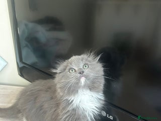 Ragdoll cats 12 weeks Ragdollxhighland fold male kitten - Advert 11