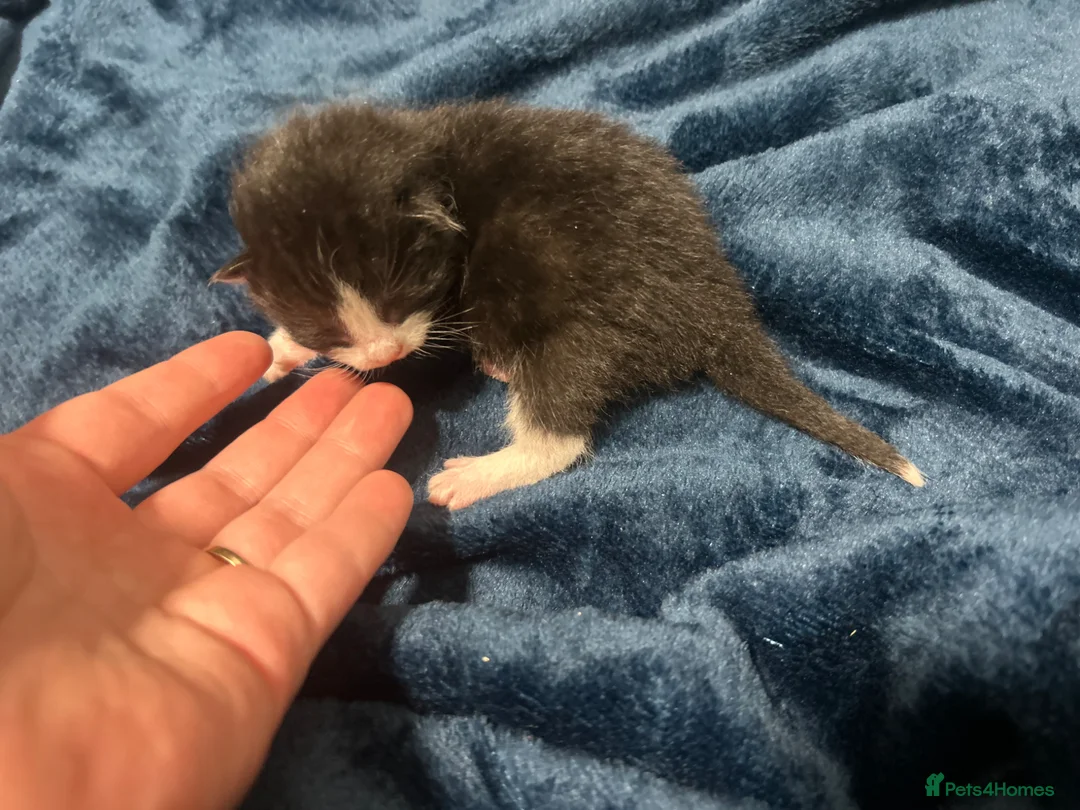 Mixed Breed cats for sale: Beautiful kittens with grey blue - Advert 11