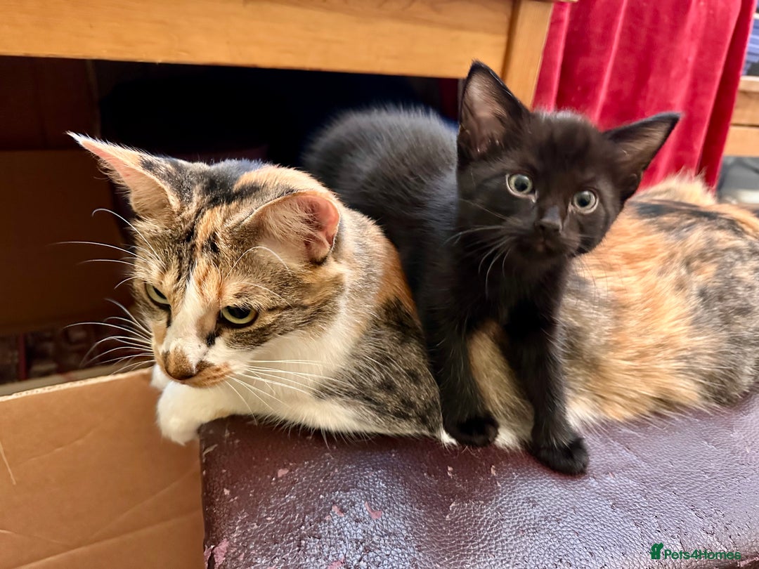 Mixed Breed cats for sale: Kittens from 1/2 Siamese Mum - Advert 16