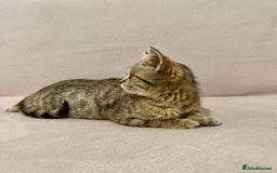 British Shorthair cats for sale: Charming pure BSH kitten - Image 9