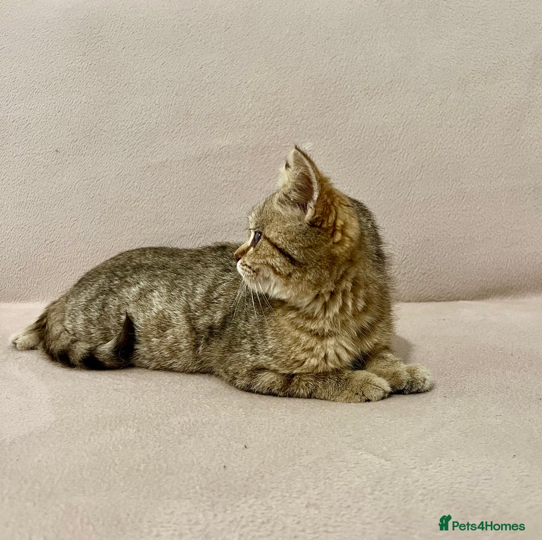 British Shorthair cats for sale: Charming pure BSH kitten - Image 9