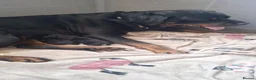 Rottweiler dogs for sale: Rottweiler puppies - Advert 4