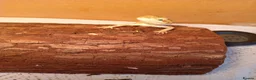 Bearded Dragon reptiles for sale: Beautiful baby  - Advert 10