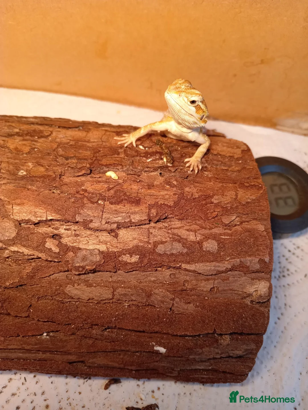 Bearded Dragon reptiles for sale: Beautiful baby  - Advert 10